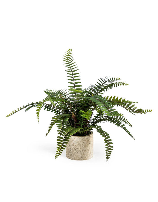 Ornamental Potted Fern Plant