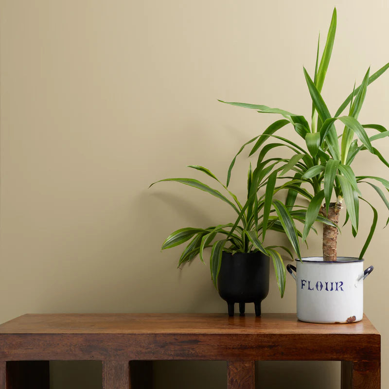 Funky Dora 2.5ltrs Chalk Wall Paint