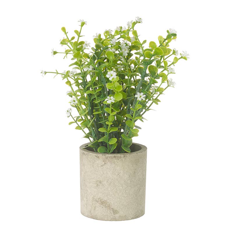 White Flower Plant In Pot