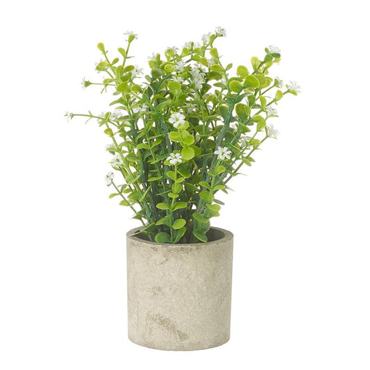 White Flower Plant In Pot