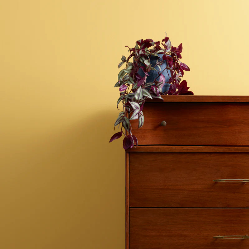 Hot as Mustard 2.5 Litres Chalk Wall Paint