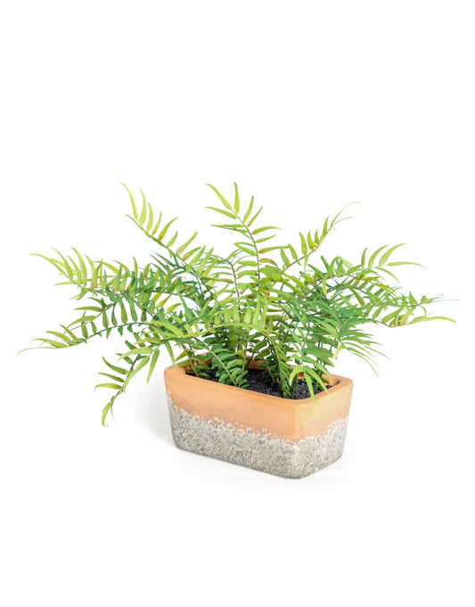 Ornamental Potted Fern Plant in Terracotta Pot